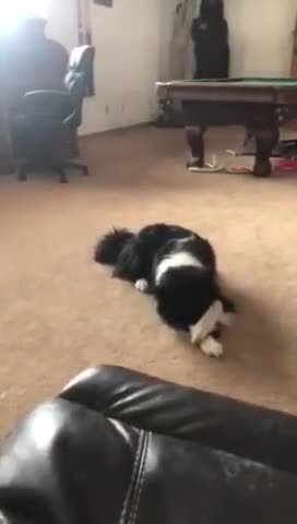 Dog reacts to biden and trump