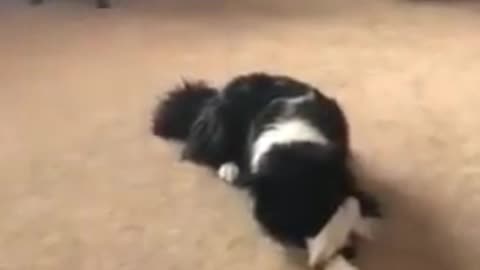 Dog reacts to biden and trump