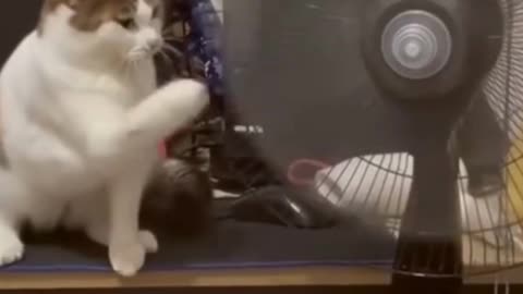 Funny cats