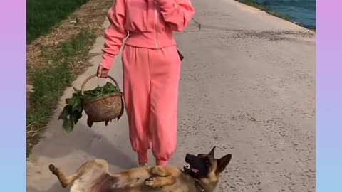 Smart Dog Video 2021 _|