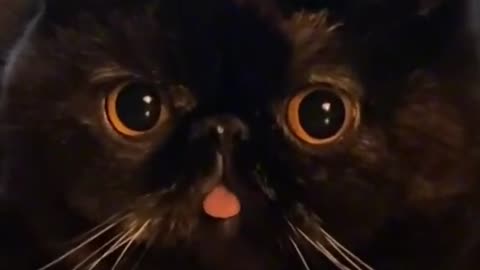 My cat like this😈😈#cats#cutecats