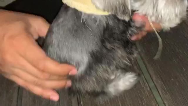 Schnauzer puppy dancing to Ricky Martin