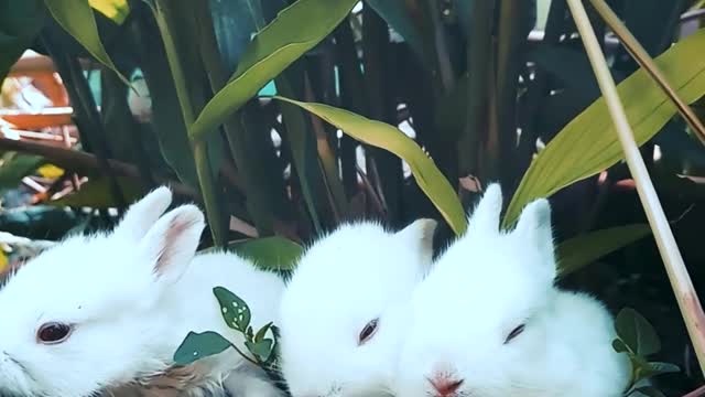 Rabbit eating green leaves