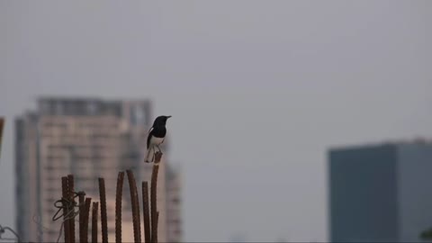 PEACEFUL Bird Singing Sound for Ease and Clarity.