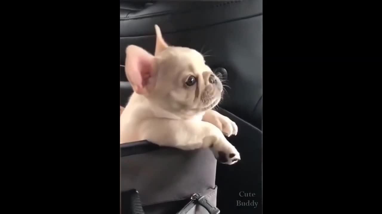 Noisy Puppy