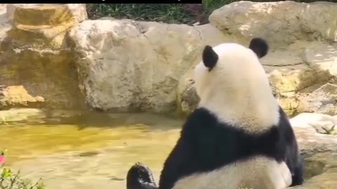 I wish I had the peace of this panda, because I already have the weight