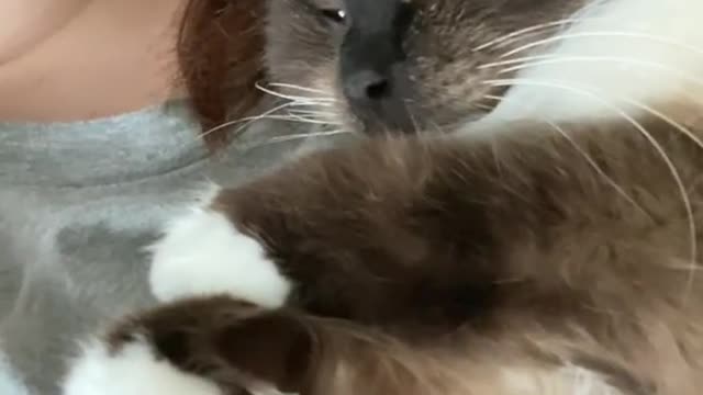 Birman cat Quazar cuddling, happily making bisquits