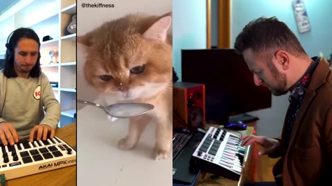 The Kiffness x Spaul x Numnum cat orchestra version (alugalug funny cat)