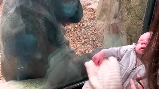 Mother shares a unique maternal bond with gorilla 😭❤️