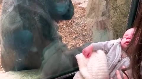 Mother shares a unique maternal bond with gorilla 😭❤️