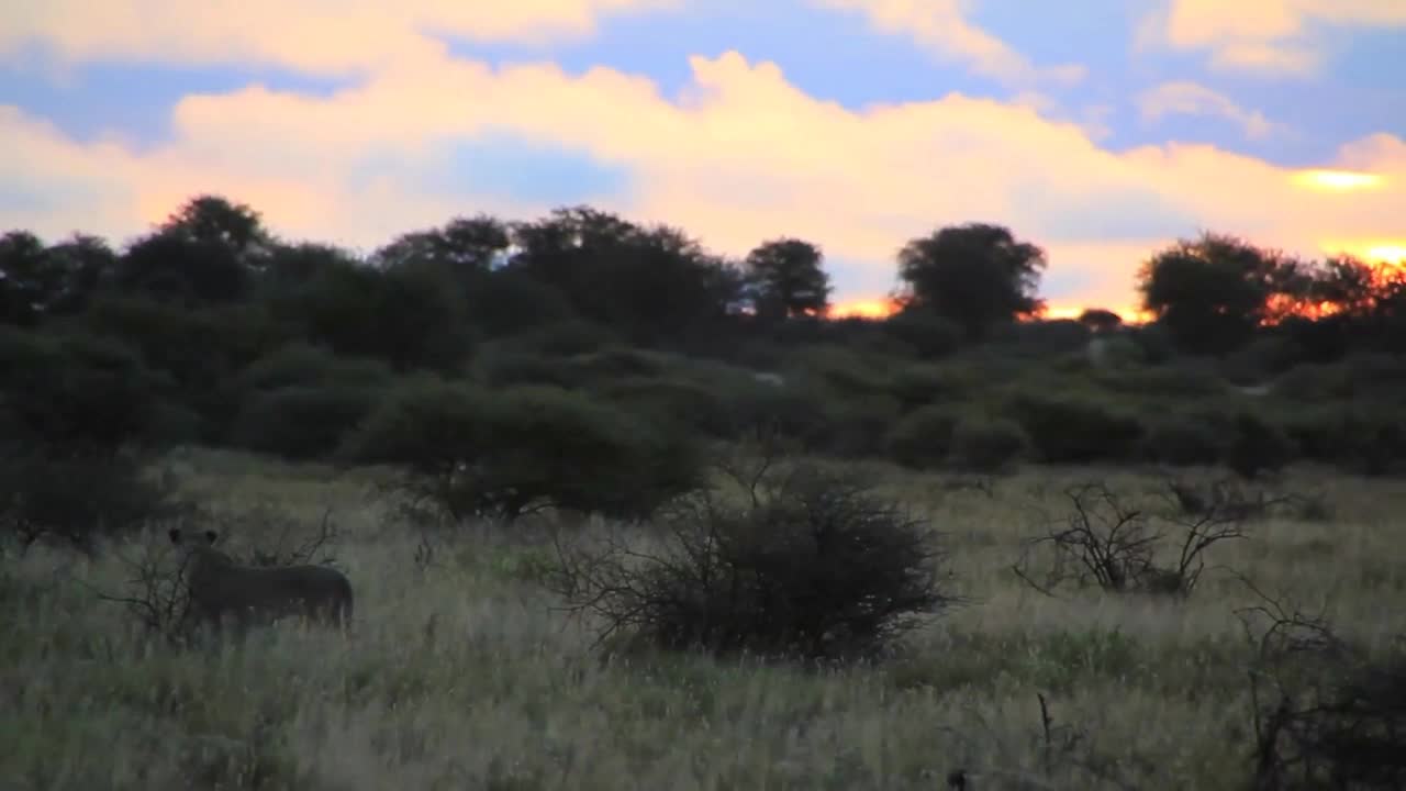 Lion looking into sunset (smooth)