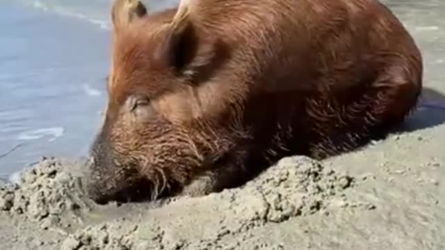 Boar Rubbing Itself Against the Sand at the Beach