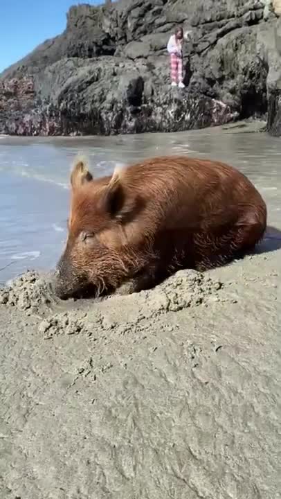 Boar Rubbing Itself Against the Sand at the Beach