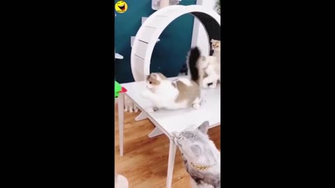 funny cats and dog compilation |cats and dogs funny fails |cats and dogs funniest videos #56