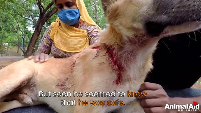 Dogs huge laceration heals quickly after surgery