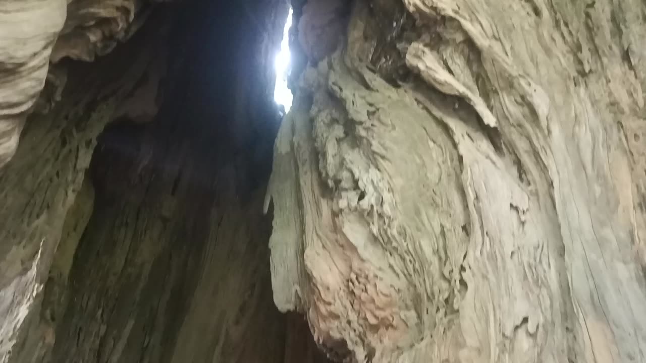 Tempale in tree