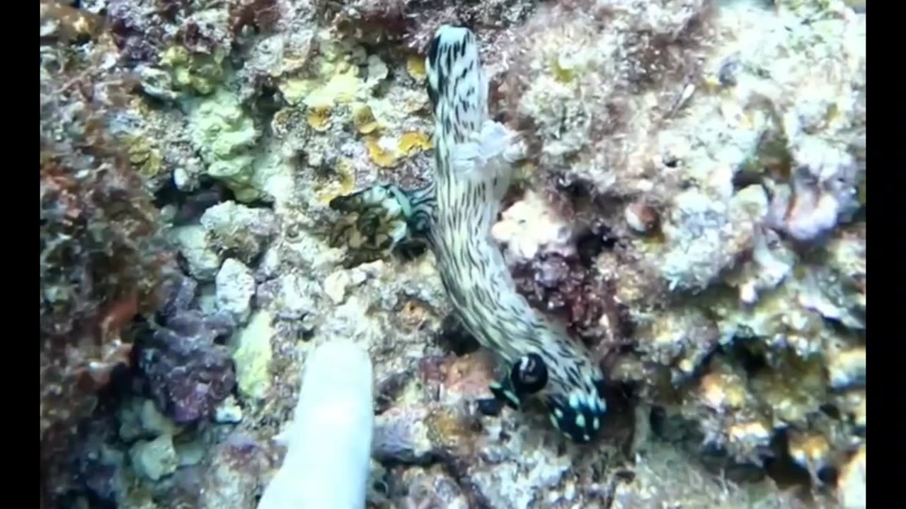 HUGE nudibranch