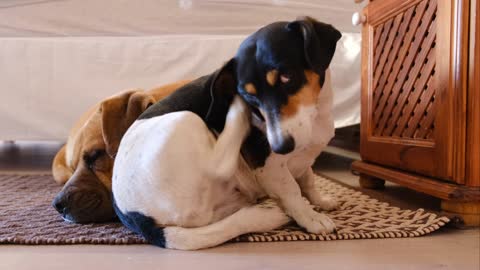 Dogs Resting on a Carpet