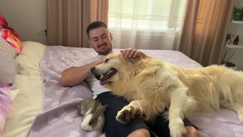 Golden Retriever Funny Reaction to Adorable Bunny