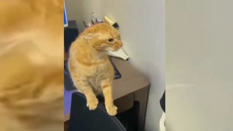 Funny Cute Cats