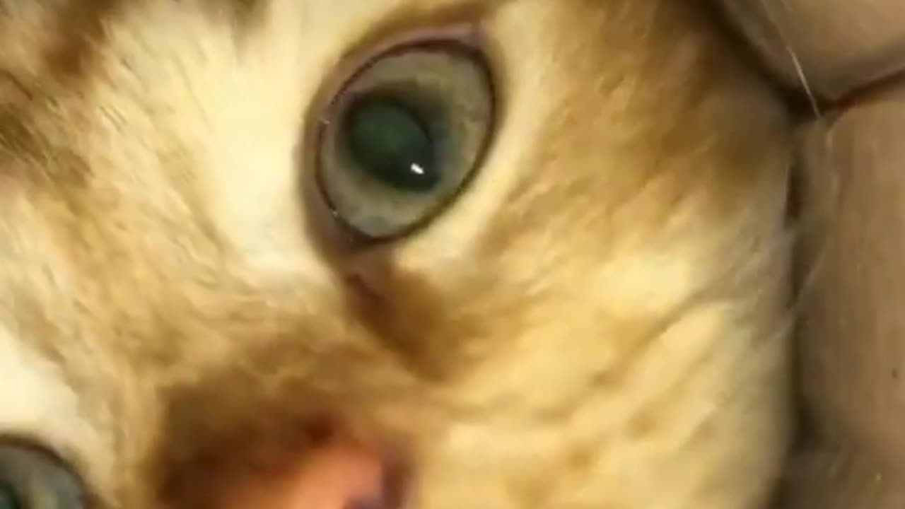 Whiskers, Wiggles, and Zoomie
