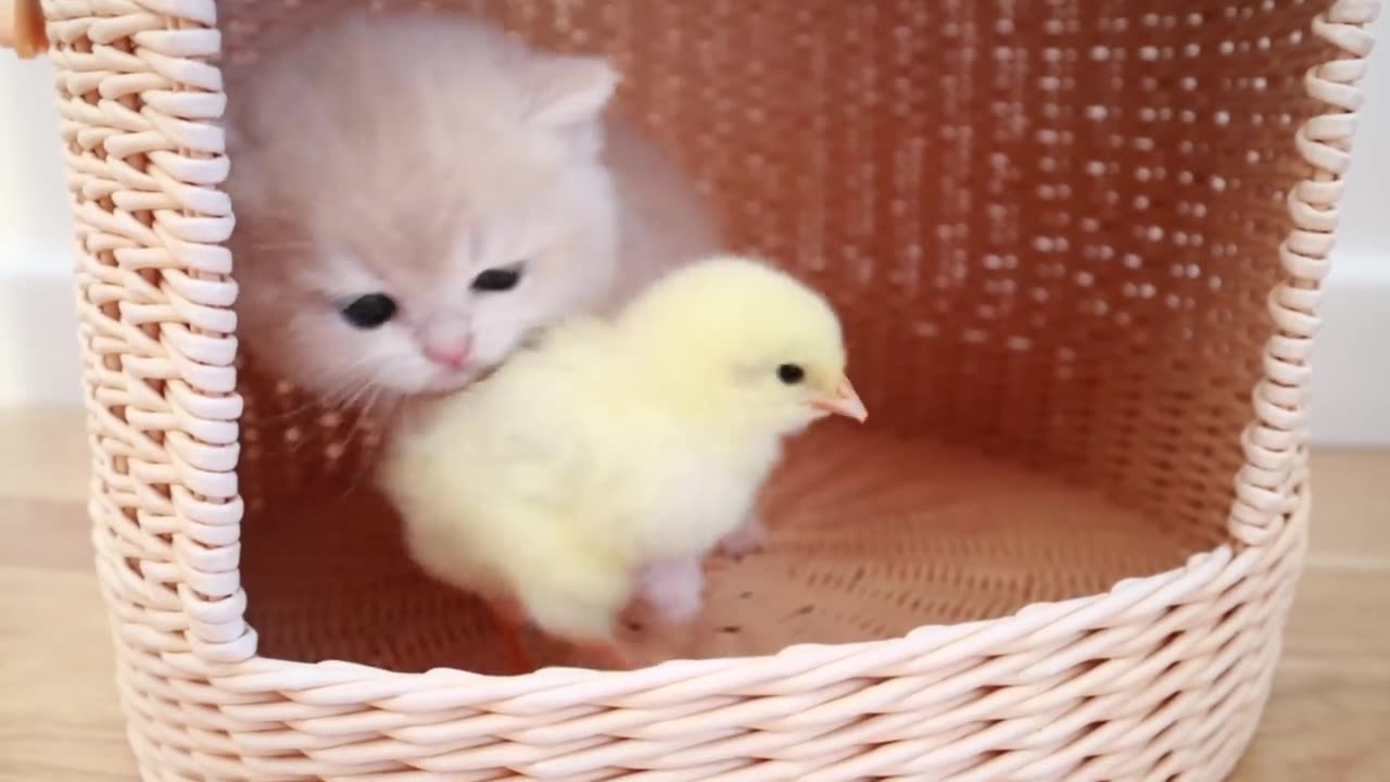 🐱🐈&🐥