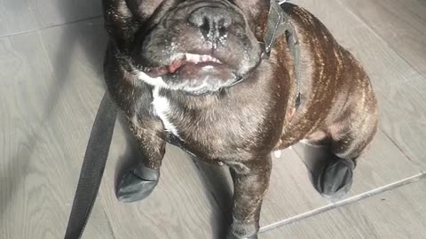 Lola The French Bulldog ❤️