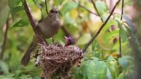 The Natural Bird is Beautiful