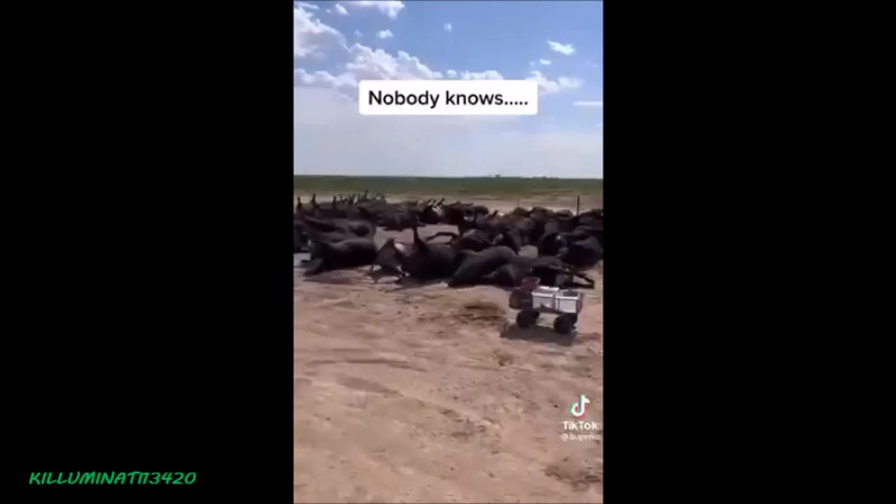 Unexplainably Over 3000 Cows Dead in Southwest Kansas