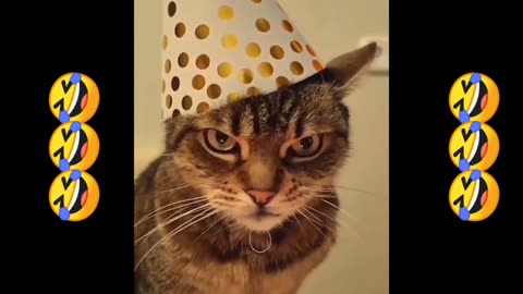 Funny Cat video EVER 🤣🤣