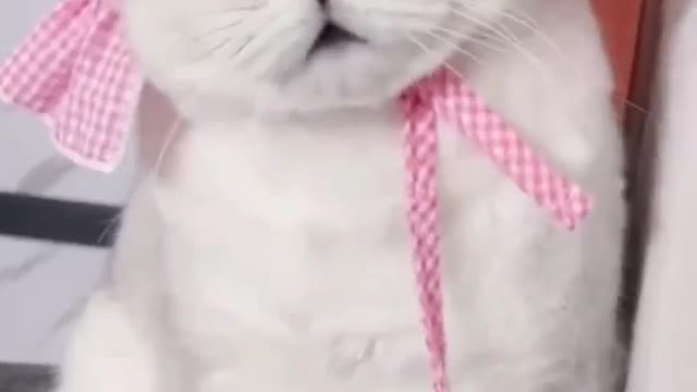 Funny Chubby Cat waving all his body with music