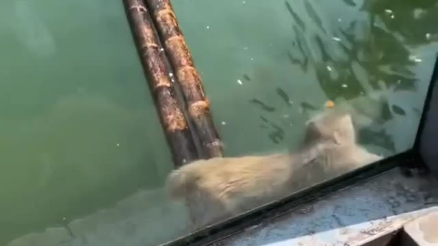 Cute monkey playing on bamboo Raft 😍