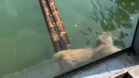 Cute monkey playing on bamboo Raft 😍