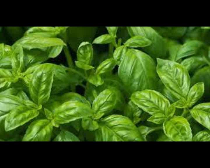 Basil, Healing Attributes