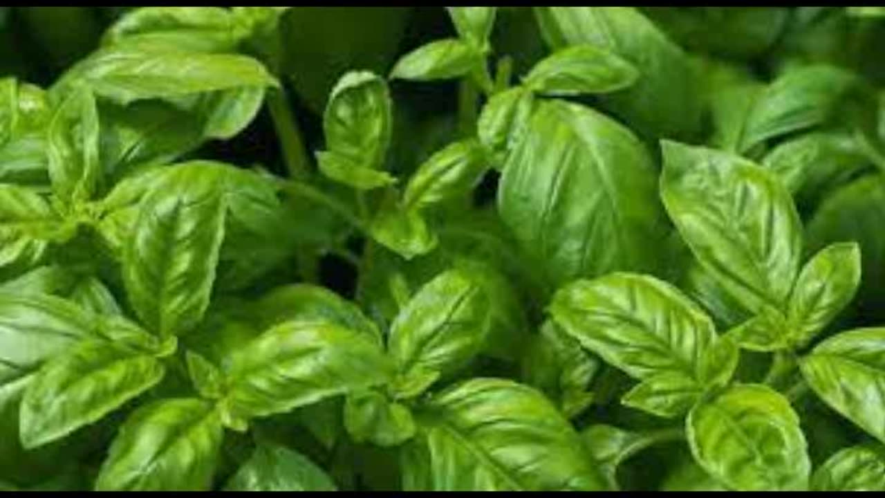 Basil, Healing Attributes