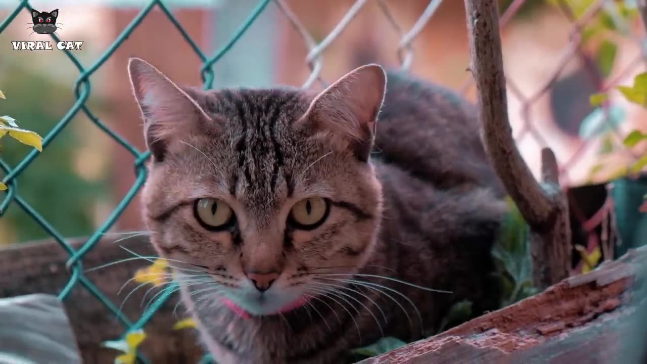 4K Quality Animal Footage - Cats and Kittens Beautiful Scenes Episode 10 | Viral Cat