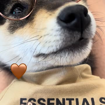 Match Puppy to the Owner I Lineup | Cut #004