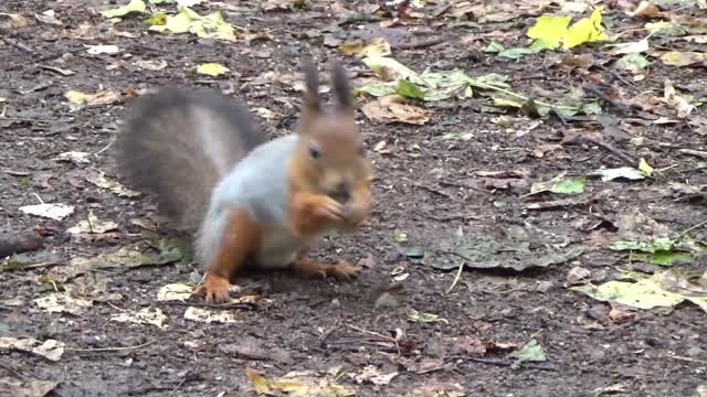 Cute animals eat food with great appetite and it's funny.