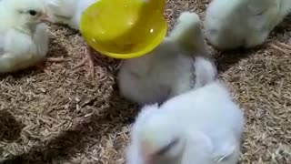 Chicken Farm