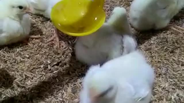 Chicken Farm