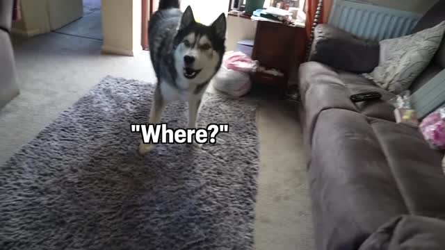 Trying To Get my Lazy Husky Out of Bed to go Outside!