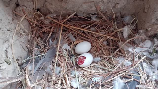 A baby pigeon || hatching from an egg || You can also see