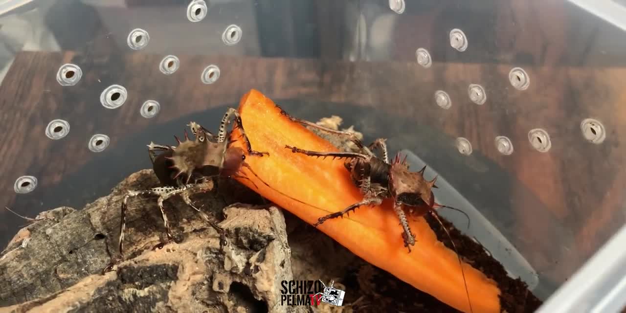 Unboxing: Armoured Thorny Predatory Cricket, pang-malakasan!