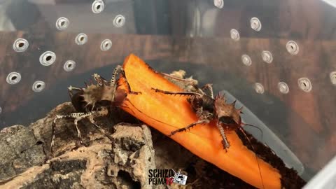 Unboxing: Armoured Thorny Predatory Cricket, pang-malakasan!