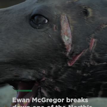 These savage seal fights can last for over 10 minutes - Smithsonian Channel #Shorts