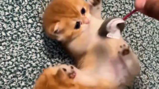 Cat funny video moments in the evening cat funny, dog funny