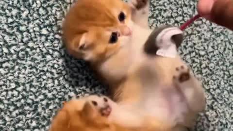 Cat funny video moments in the evening cat funny, dog funny