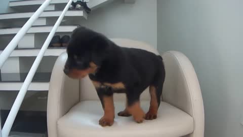 Rottweiler puppy 54 days old