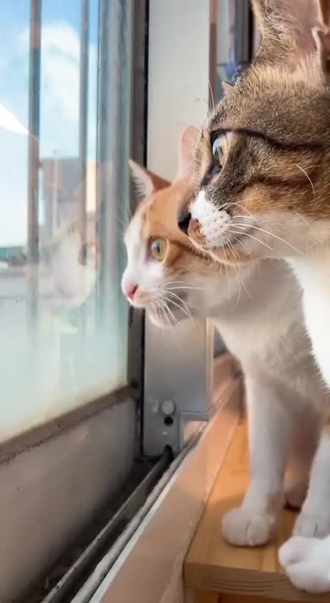 Kitties Talk Monkey Pox