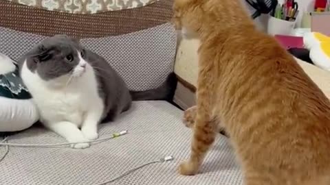 Funny cats🤣😂please watch full video